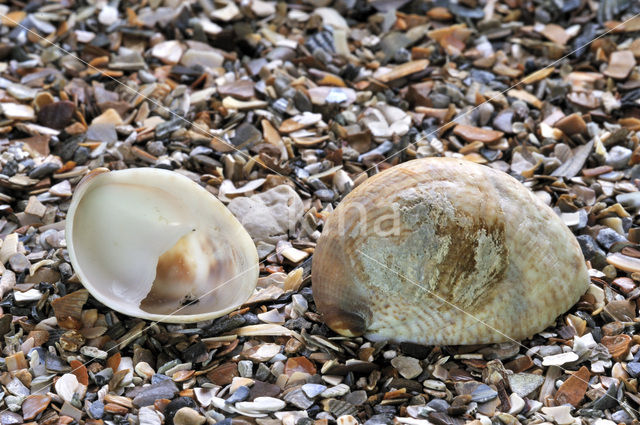 Common Atlantic Slippersnail (Crepidula fornicata)