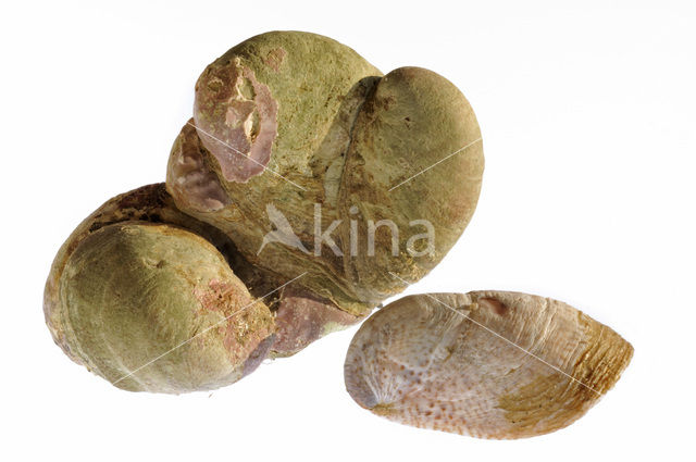 Common Atlantic Slippersnail (Crepidula fornicata)