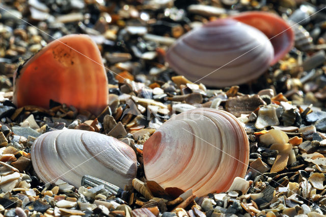 Baltic Tellin (Macoma balthica)