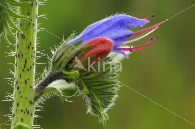 Gewoon Slangenkruid (Echium vulgare)