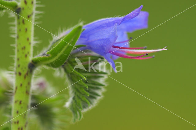 Gewoon Slangenkruid (Echium vulgare)