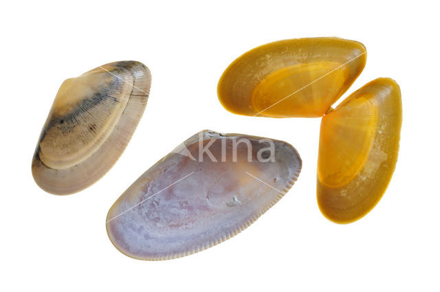 Banded Wedge-shell (Donax vittatus)