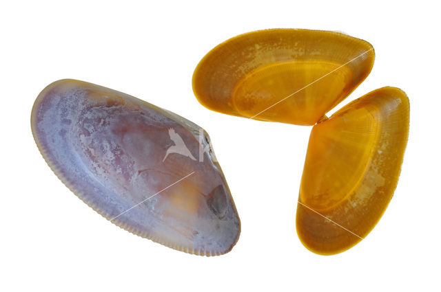 Banded Wedge-shell (Donax vittatus)