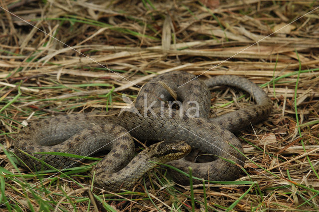 Gladde slang (Coronella austriaca)