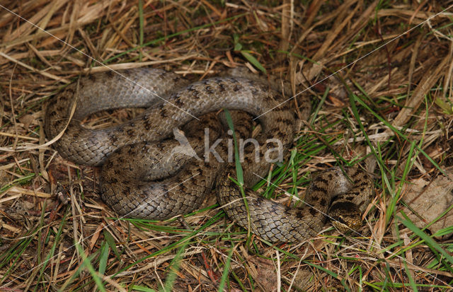 Smooth Snake (Coronella austriaca)
