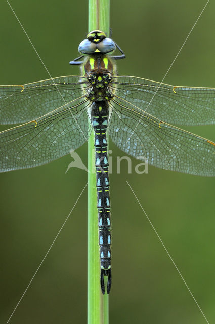 Hairy Dragonfly (Brachytron pratense)