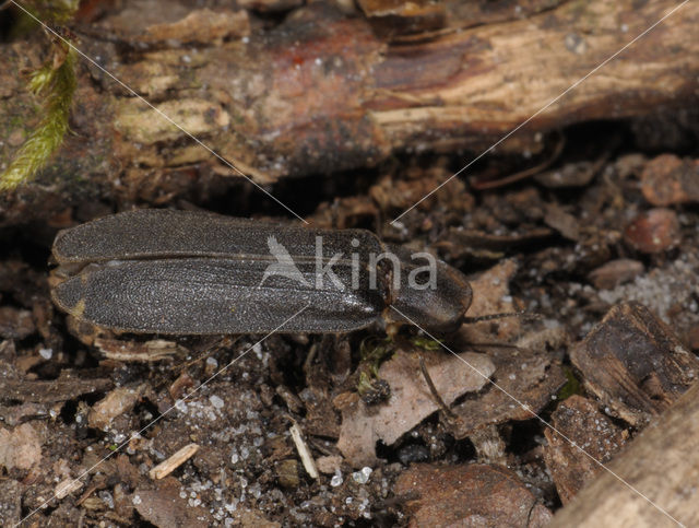 Glimworm (Lampyris noctiluca)