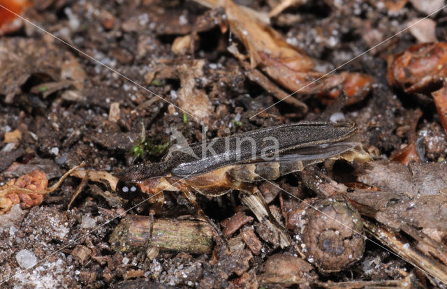 Glow worm (Lampyris noctiluca)