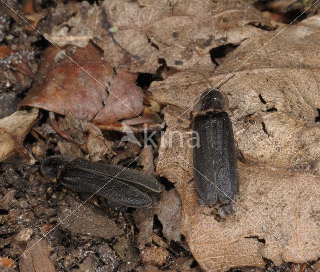 Glow worm (Lampyris noctiluca)