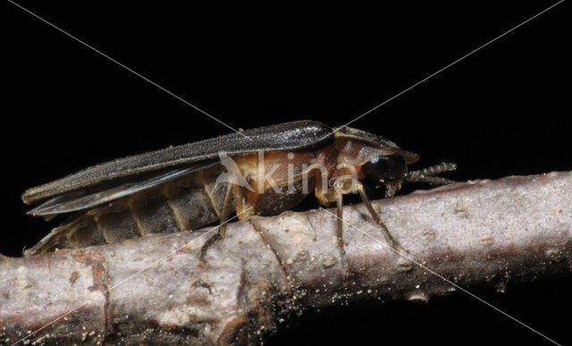 Glow worm (Lampyris noctiluca)