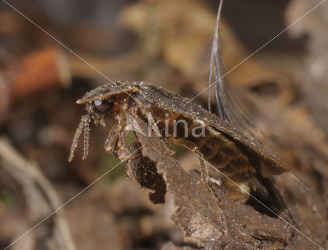 Glimworm (Lampyris noctiluca)