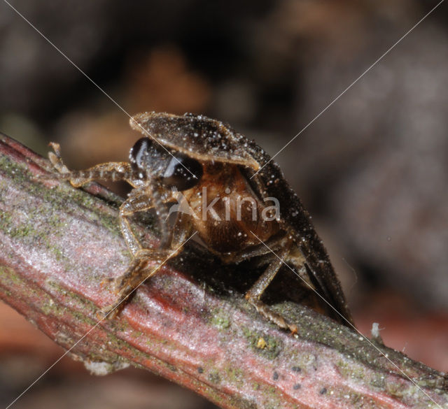 Glow worm (Lampyris noctiluca)