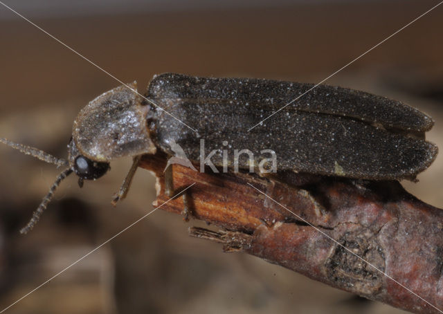 Glow worm (Lampyris noctiluca)