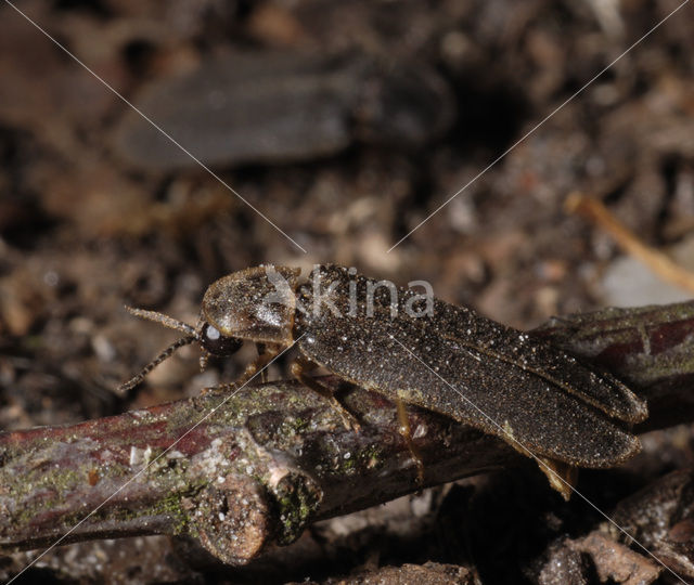 Glimworm (Lampyris noctiluca)