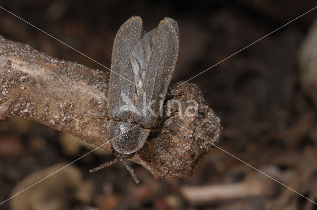 Glow worm (Lampyris noctiluca)