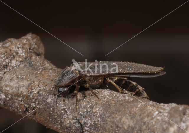 Glow worm (Lampyris noctiluca)