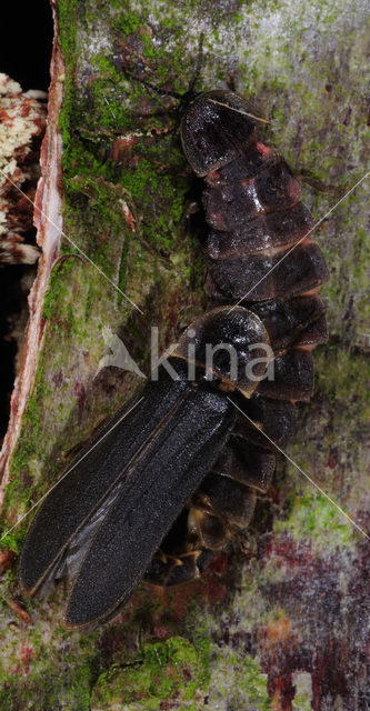 Glow worm (Lampyris noctiluca)