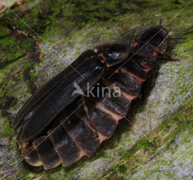 Glow worm (Lampyris noctiluca)