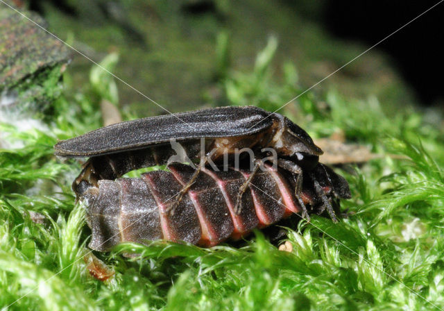 Glow worm (Lampyris noctiluca)
