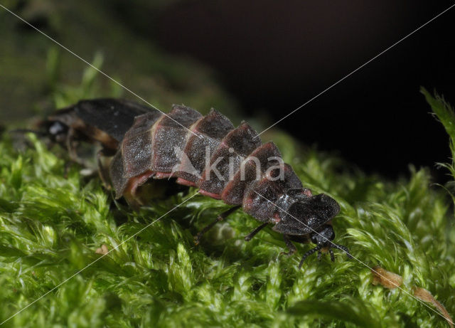 Glimworm (Lampyris noctiluca)