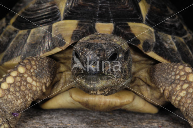 Griekse landschildpad (Testudo hermanni)