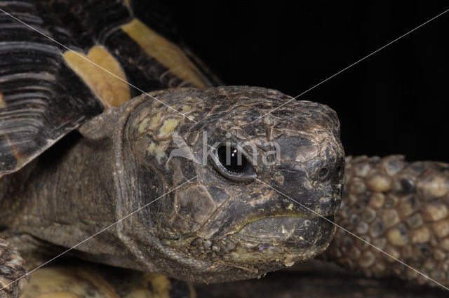 Griekse landschildpad (Testudo hermanni)