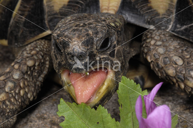 Griekse landschildpad (Testudo hermanni)