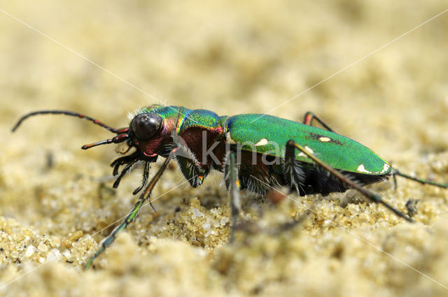 Green Tiger Beetle (Cicindela campestris)