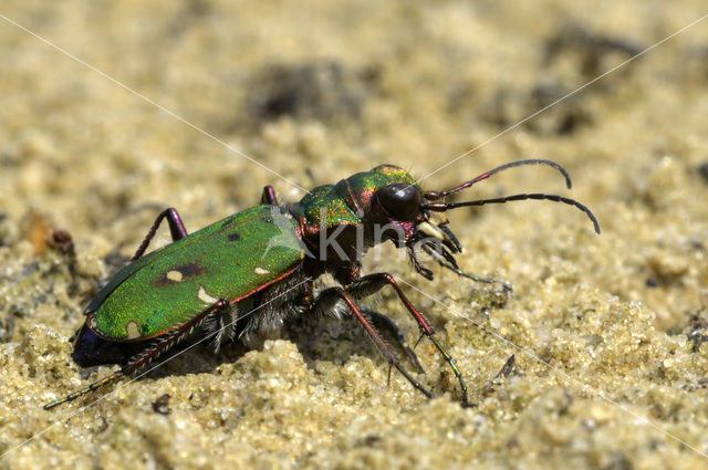 Groene zandloopkever (Cicindela campestris)