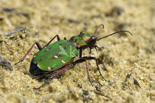 Groene zandloopkever (Cicindela campestris)