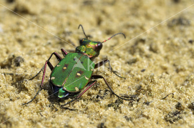 Green Tiger Beetle (Cicindela campestris)