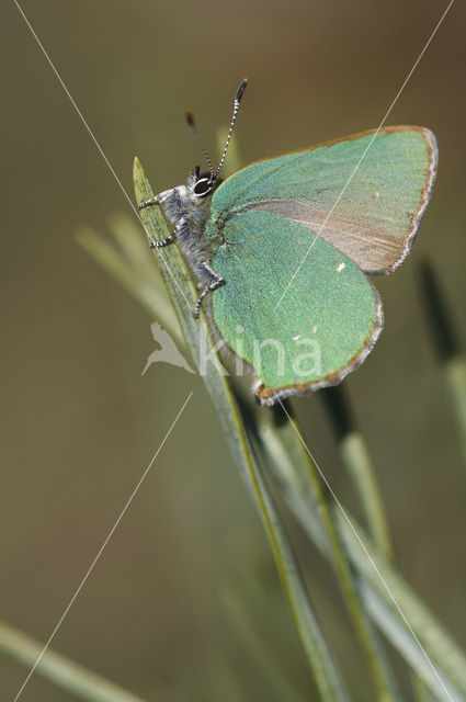 Groentje (Callophrys rubi)