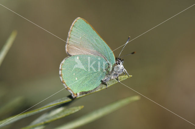 Groentje (Callophrys rubi)