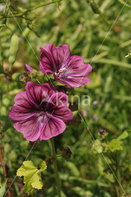 Groot kaasjeskruid (Malva sylvestris)