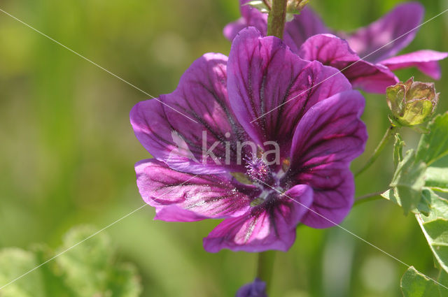 Common Mallow (Malva sylvestris)