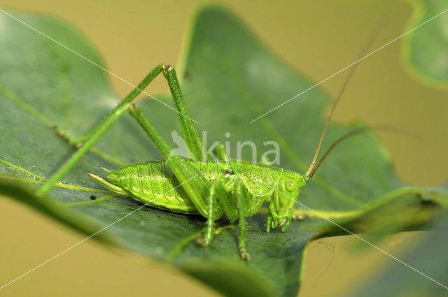 Grote groene sabelsprinkhaan (Tettigonia viridissima)