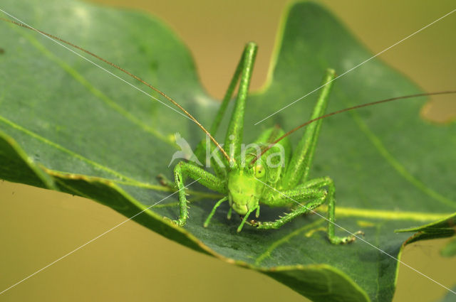 Grote groene sabelsprinkhaan (Tettigonia viridissima)