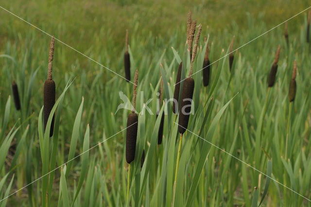 Grote lisdodde (Typha latifolia)