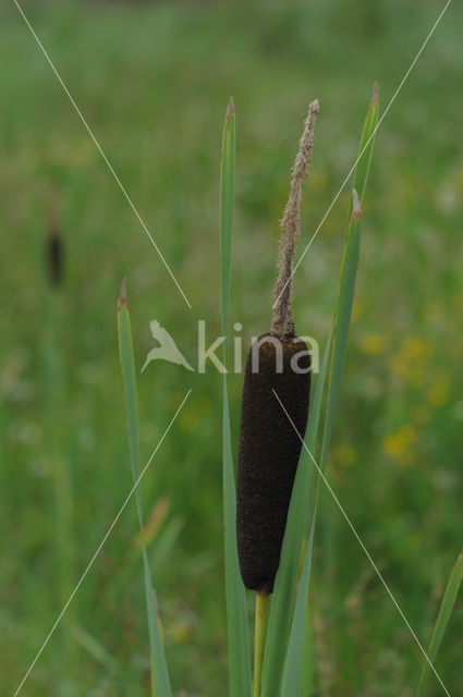 Grote lisdodde (Typha latifolia)