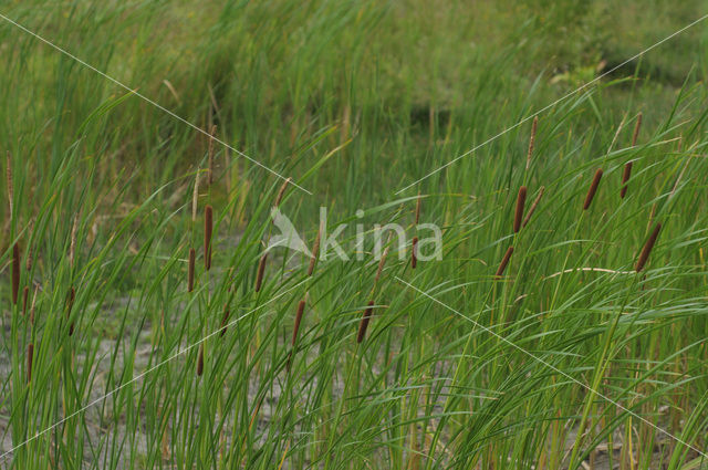 Grote lisdodde (Typha latifolia)