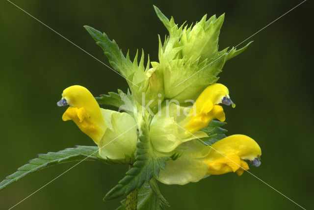 Greater Yellow-rattle (Rhinanthus angustifolius)