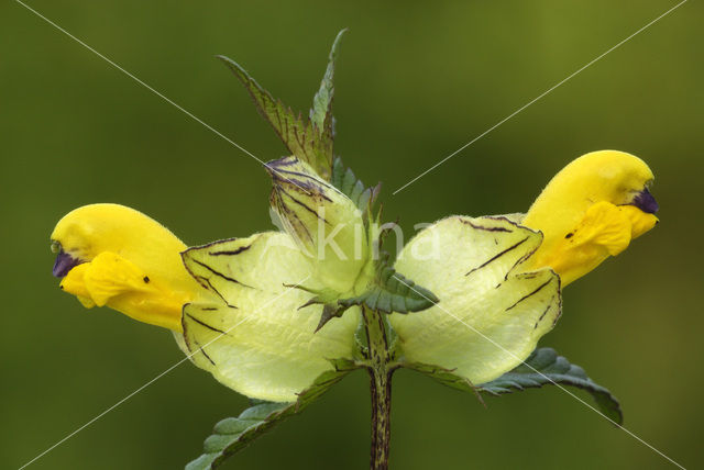 Grote ratelaar (Rhinanthus angustifolius)