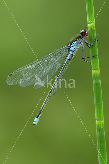 Grote roodoogjuffer (Erythromma najas)