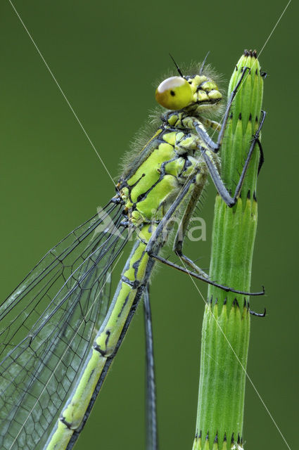 Red-eyed Damselfly (Erythromma najas)