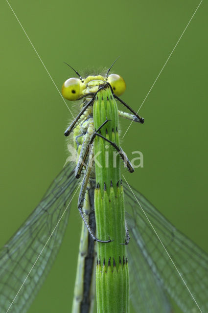 Grote roodoogjuffer (Erythromma najas)