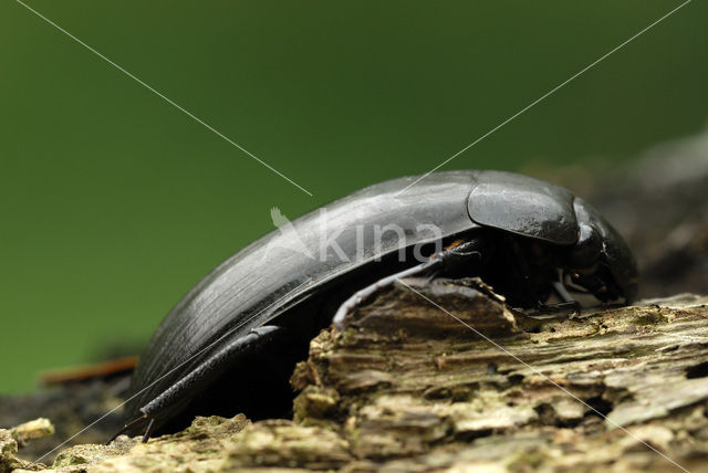 Grote Spinnende Watertor (Hydrophillus aterrimus)