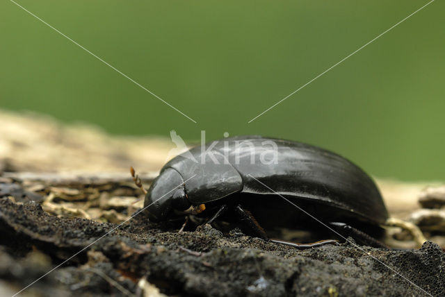 Hydrophillus aterrimus