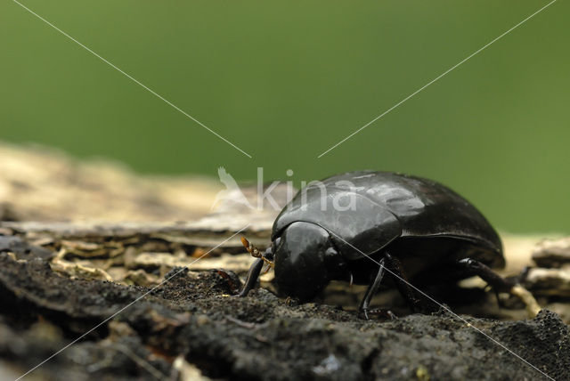 Grote Spinnende Watertor (Hydrophillus aterrimus)