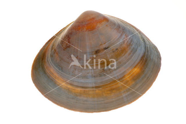 Rayed Trough-shell (Mactra stultorum cinerea)