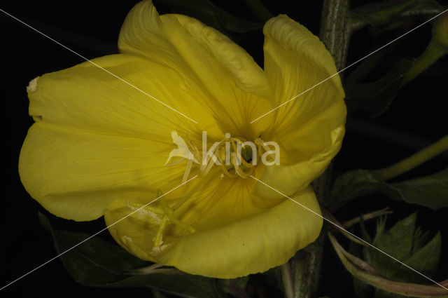 Grote teunisbloem (Oenothera erythrosepala)